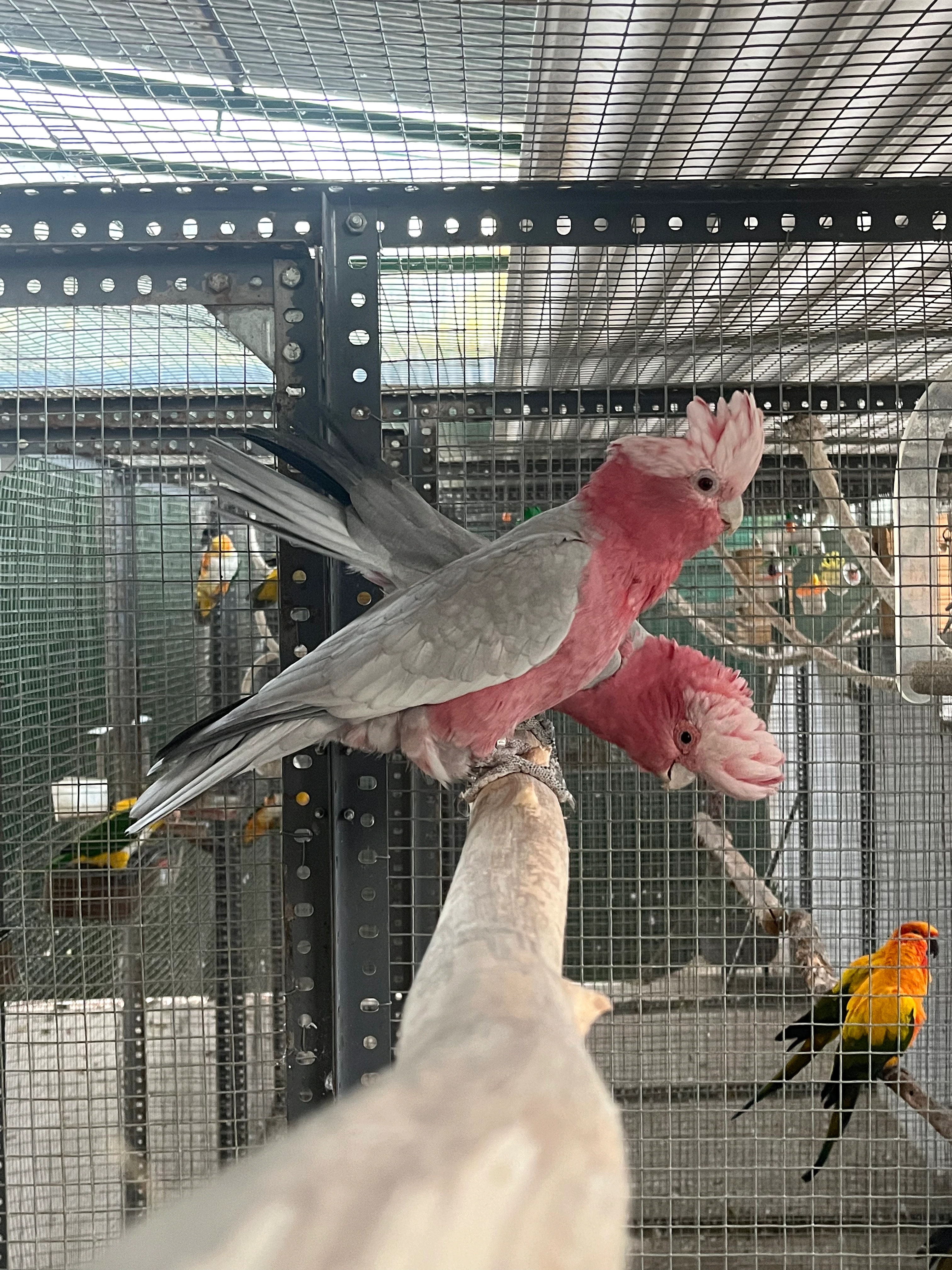 Dos aves de plumaje rosa y gris posadas en una rama