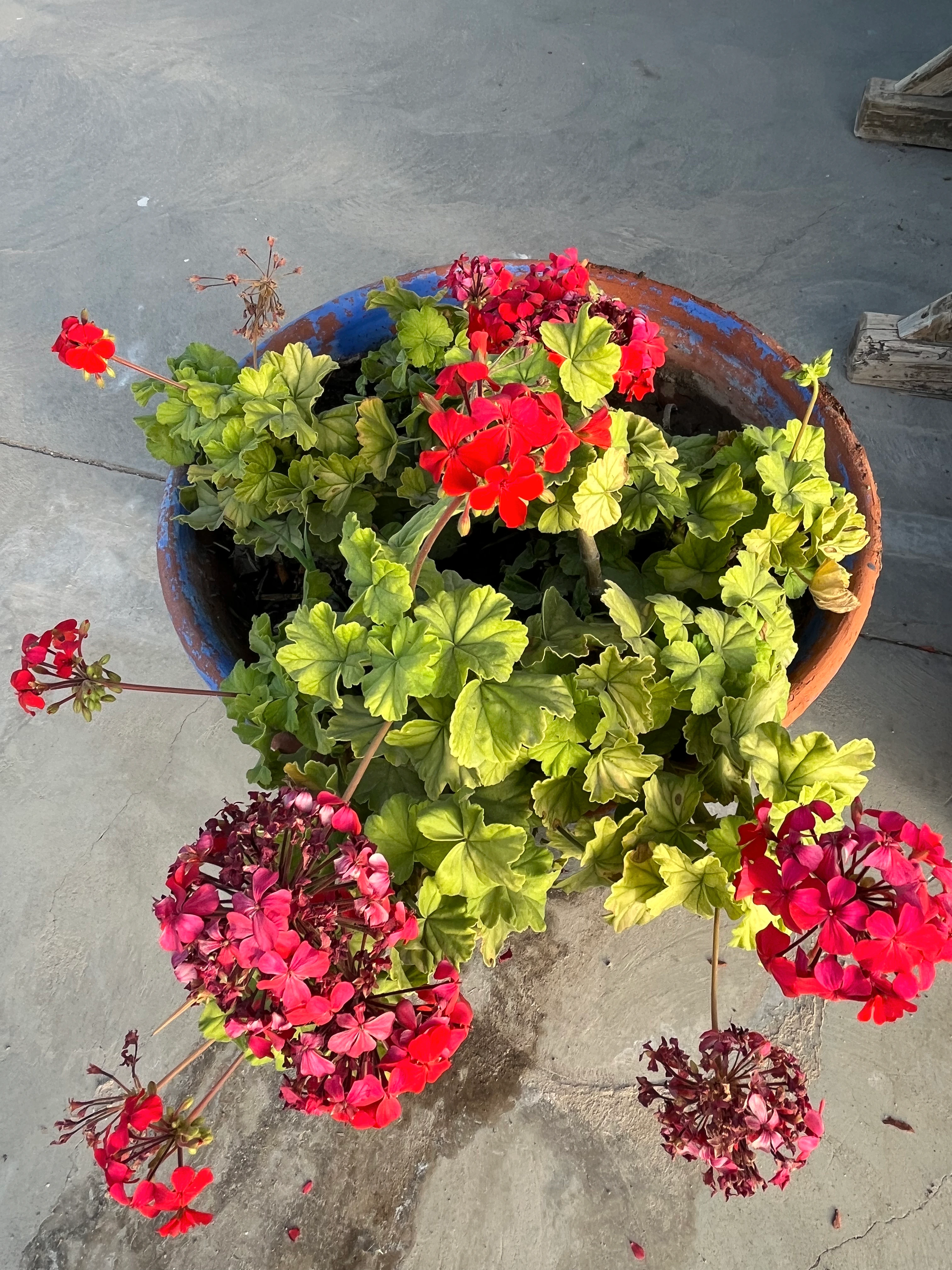 Flores rojas y hojas verdes en una maceta sobre el pavimento de Orea