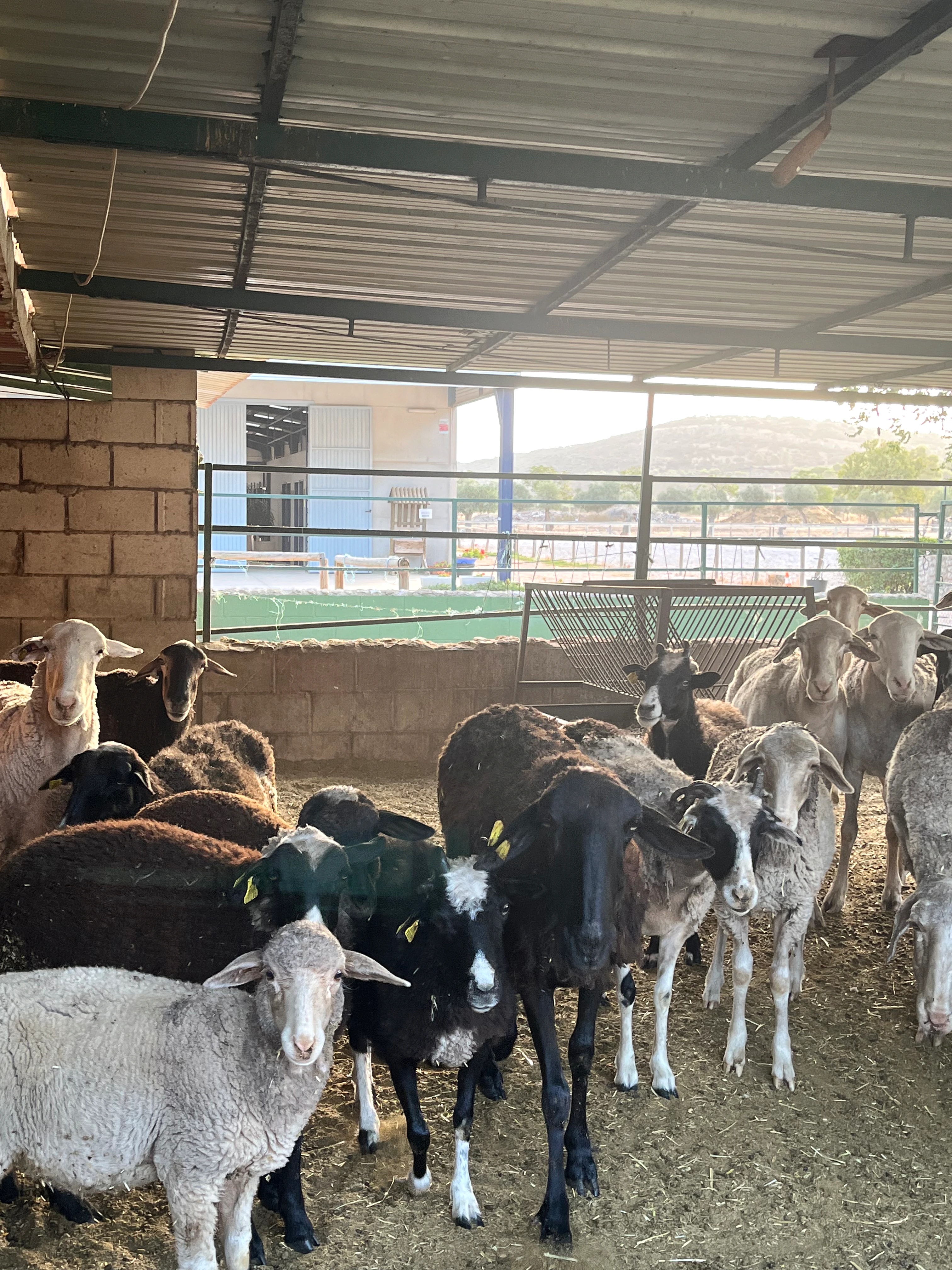 Ovejas y cabras en un corral cubierto de la granja