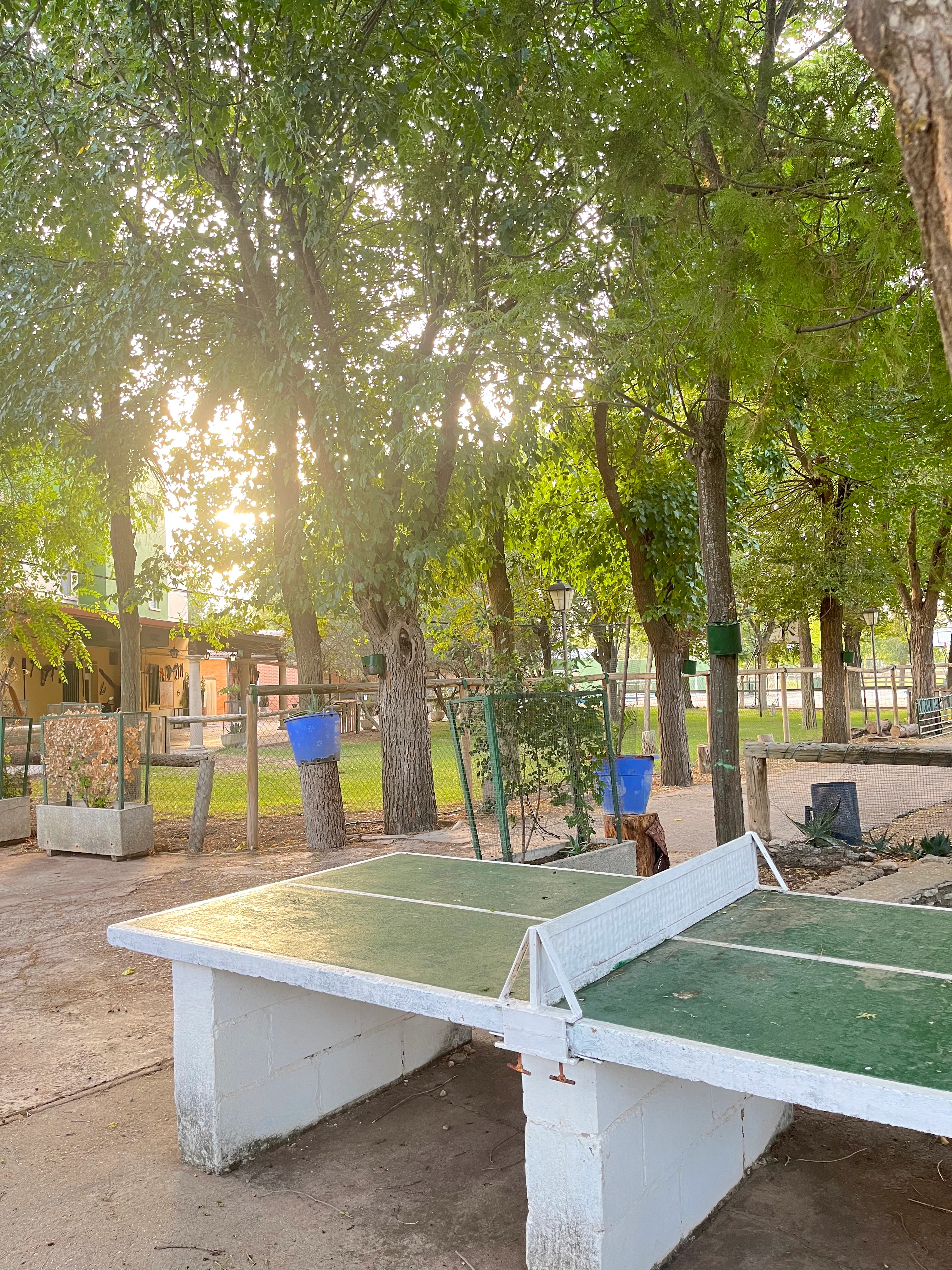 Mesa de ping-pong bajo los árboles de Orea