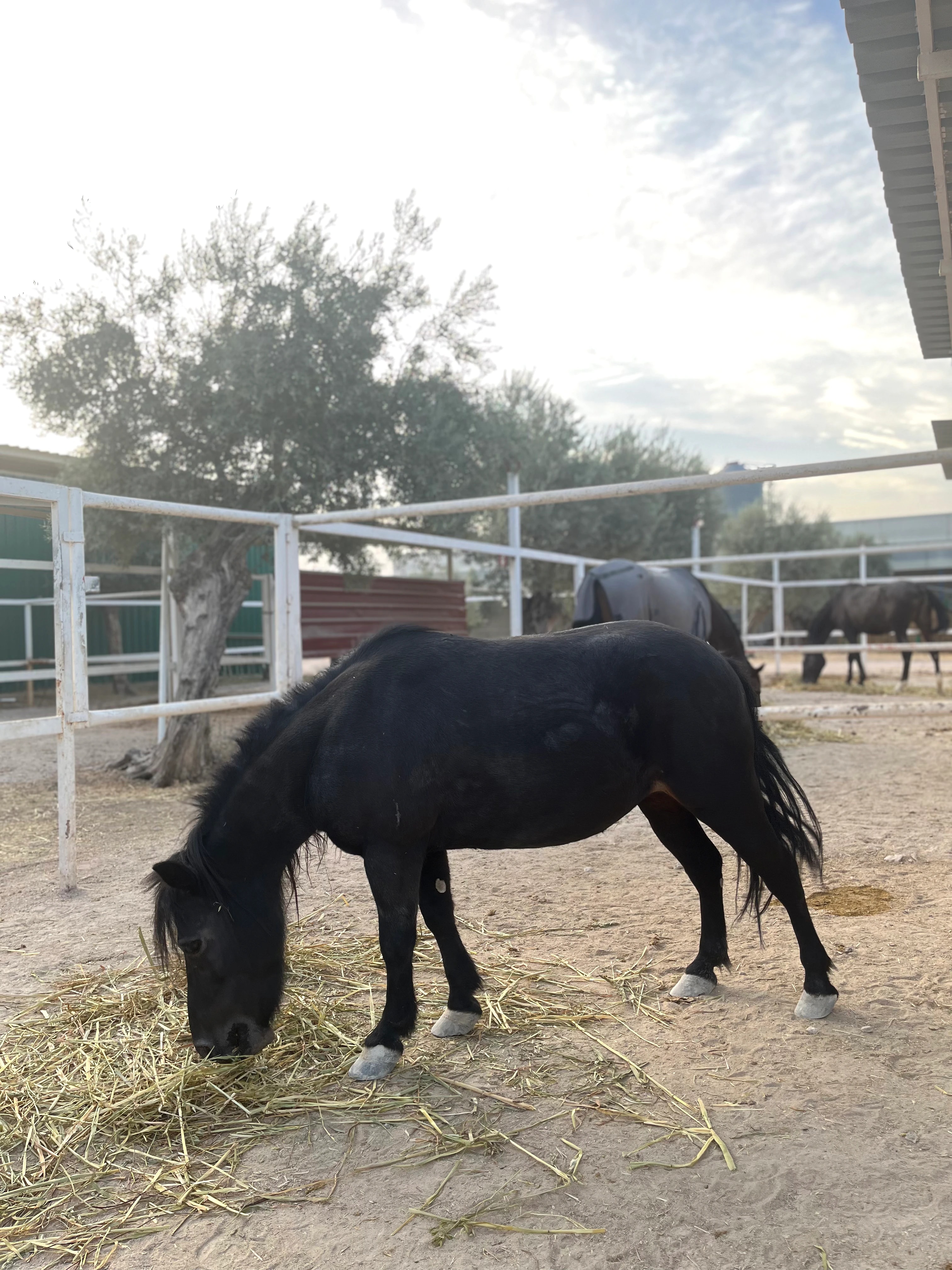 Poni negro junto al heno en un cercado de la granja